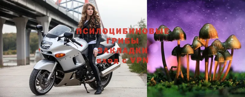 Псилоцибиновые грибы Psilocybe  мега вход  Кольчугино 