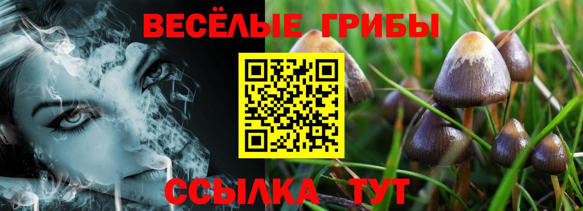 Псилоцибиновые грибы Cubensis  Вход с VPN  Кольчугино 
